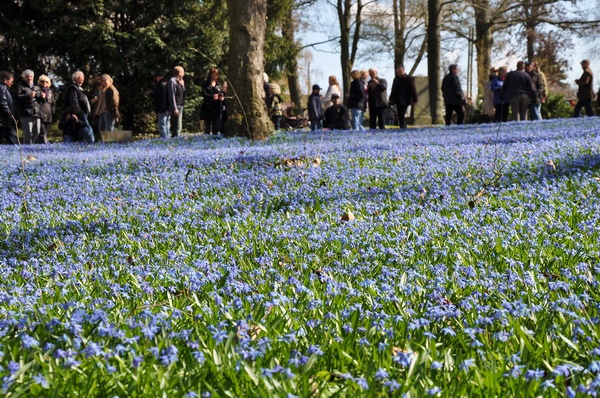 Scilla   030.jpg